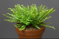 Woodsia polystichoides 'Russian Form'